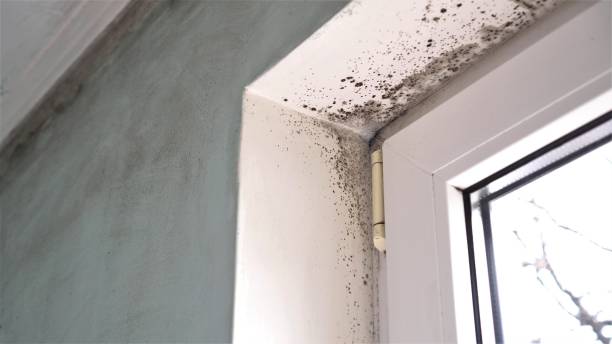 Mold Documentation for Insurance Claims in Kasson, MN