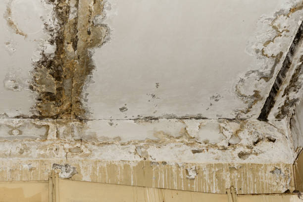 Best Mold Remediation for Rental Properties  in Kasson, MN