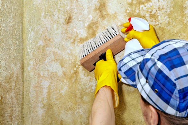 Best Water Damage & Mold Remediation  in Kasson, MN