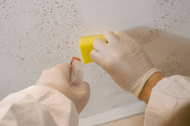 Best Crawl Space Mold Remediation  in Kasson, MN