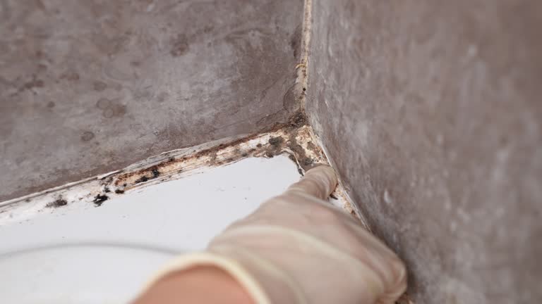 Best Emergency Mold Remediation  in Kasson, MN